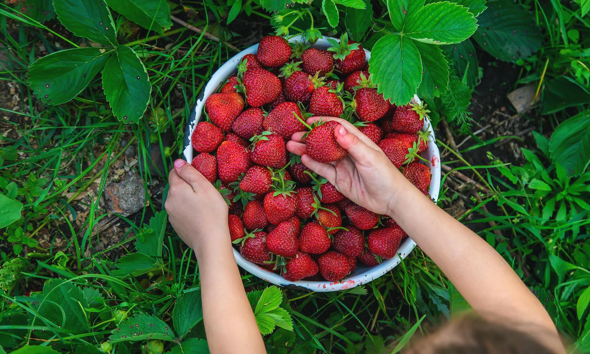 Strawberries in the garden